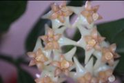 Hoya Amrita