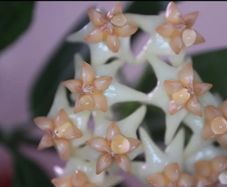 Hoya Amrita