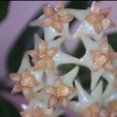 Hoya Amrita