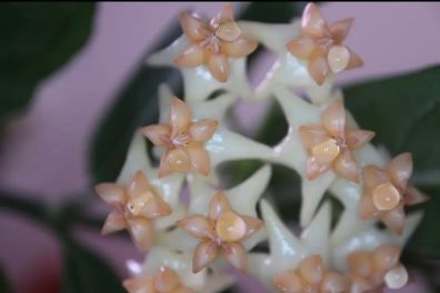 Hoya Amrita