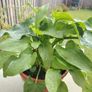 Beautiful White      Zantedeschia aethiopica Image 2