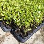 Griselinia Hedging - Potted Image 3