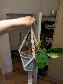 Golden Pothos incl. Hanging Basket and pot