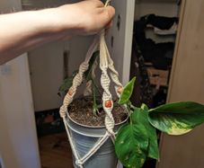 Golden Pothos incl. Hanging Basket and pot