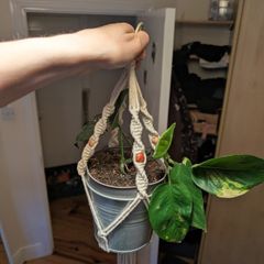 Golden Pothos incl. Hanging Basket and pot