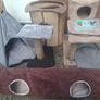 pet Image 5