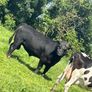 PBR Angus bull Image 4