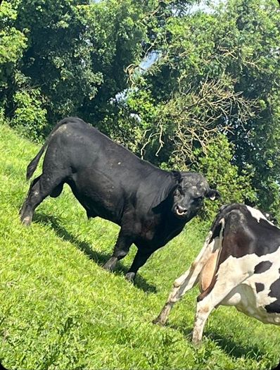 PBR Angus bull