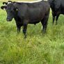 Angus bullocks Image 6