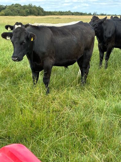 Angus bullocks
