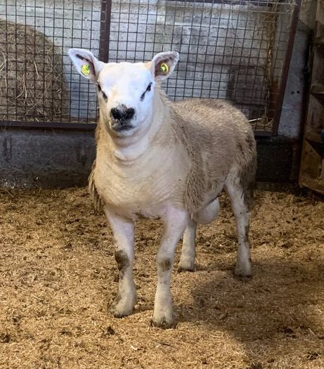 Mid March PBR Tex Ram Lamb