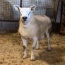 Mid March PBR Tex Ram Lamb Image 6