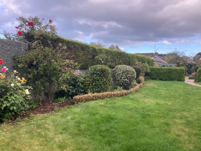 Box( Buxus) hedge to salvage