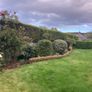 Box( Buxus) hedge to salvage Image 3