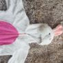 BUNNY Costume. Image 4