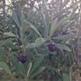 olive tree Image 5
