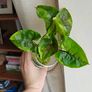 Syngonium Brown Lava rooted plant Image 2