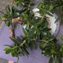 Jade plant cuttings free to collect. Image 2