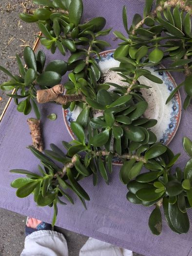 Jade plant cuttings free to collect.