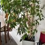 Weeping Fig, house tree Image 2
