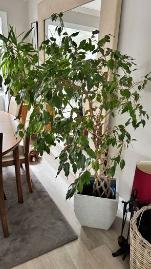 Weeping Fig, house tree