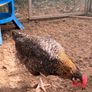 Easter Egger Rooster For Sale Image 5