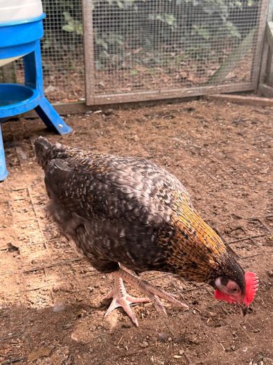 Easter Egger Rooster For Sale