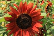 (S) Sunflower Velvet Queen seeds 1g (607853)