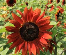 (S) Sunflower Velvet Queen seeds 1g (607853)