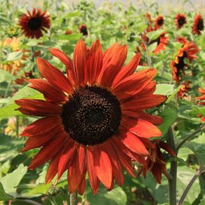 (S) Sunflower Velvet Queen seeds 1g (607853)