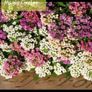 Over 100 different type of seeds at 1.00 euro per pack Image 6