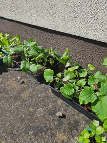 organic plants