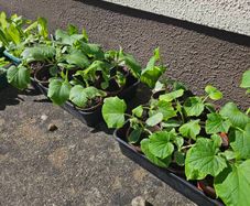 organic plants