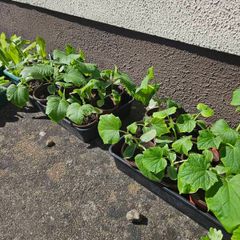 organic plants