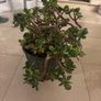 jade plant Image 3
