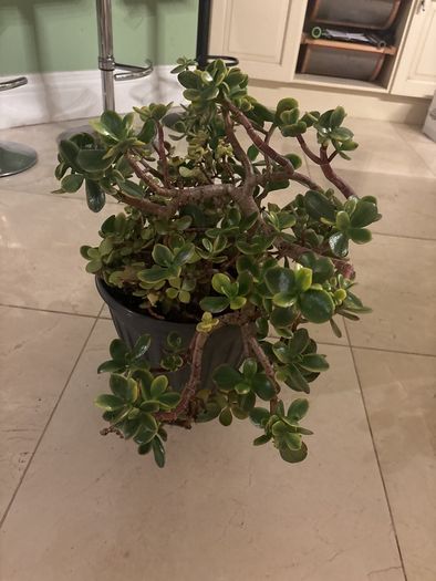 jade plant
