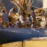 Mythiques Yachts Classiques Image 9
