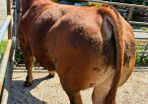 Limousine Bulls