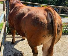 Limousine Bulls