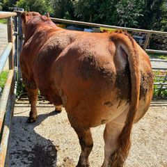 Limousine Bulls
