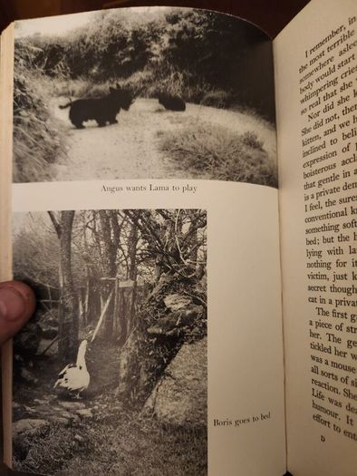 Lama  Derek Taynge. 1966 First Edition Hardback With Dustjacket 37.