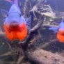 6 Firemouth Cichlids Image 2