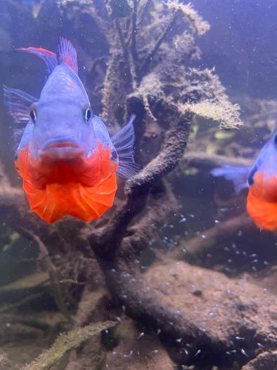 6 Firemouth Cichlids