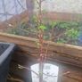 gooseberry Image 4
