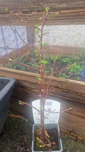 gooseberry