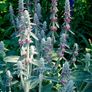 130 flowering plants to clear. Image 10