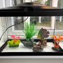 Fish Tank: 17L Starter Setup with Heater, Gravel & Decorations Image 2