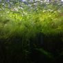 water lettuce Image 2