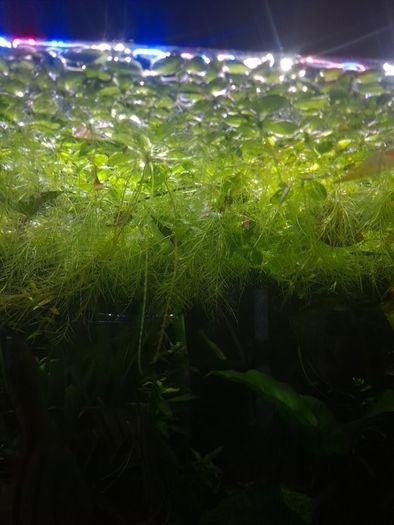 water lettuce