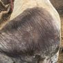 5Shorthorn Bull for sale Image 5